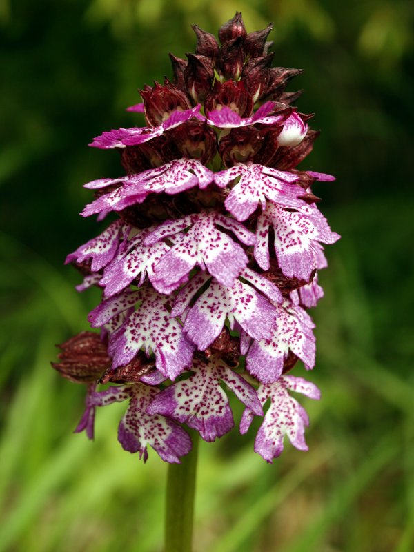 Orchidea purpurea