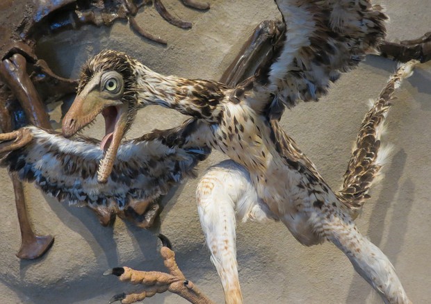L'Archaeopteryx, una forma transitoria tra i dinosauri piumati non-aviari e i moderni uccelli, oggetto della conferenza presso la Collezione di Geologia ”Museo Giovanni Capellini”. 
